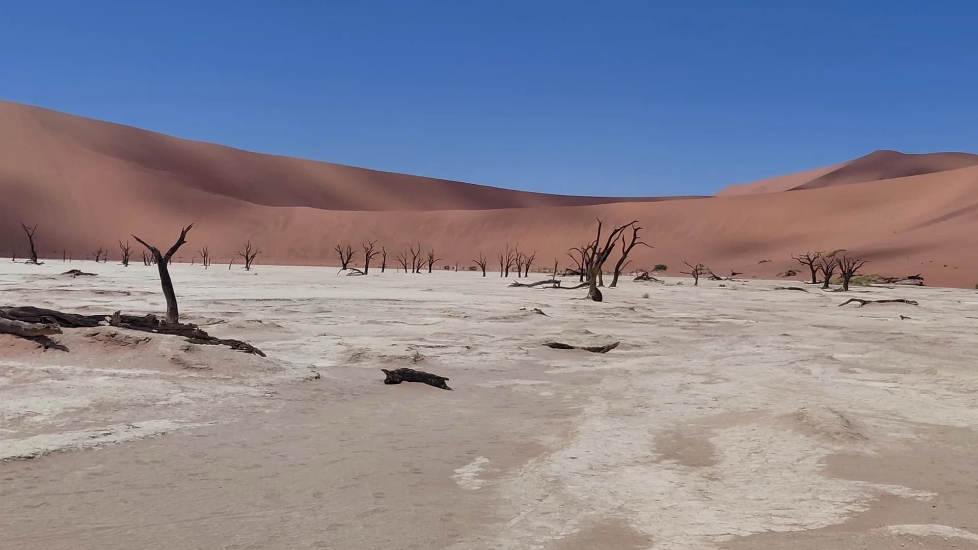 Dead acacia trees on a white clay pan below red dunes and a deep blue sky