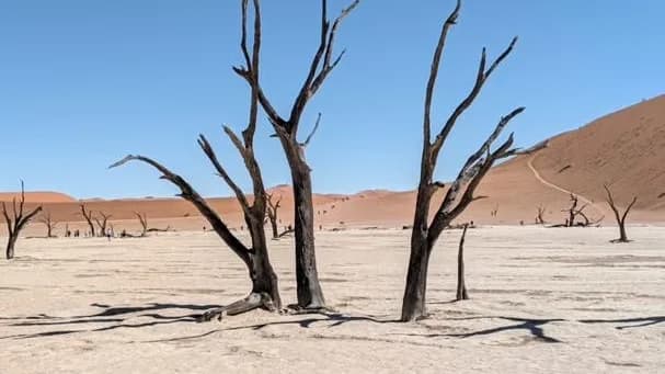 A grove of dead camel thorn trees on the white clay pan below red dunes