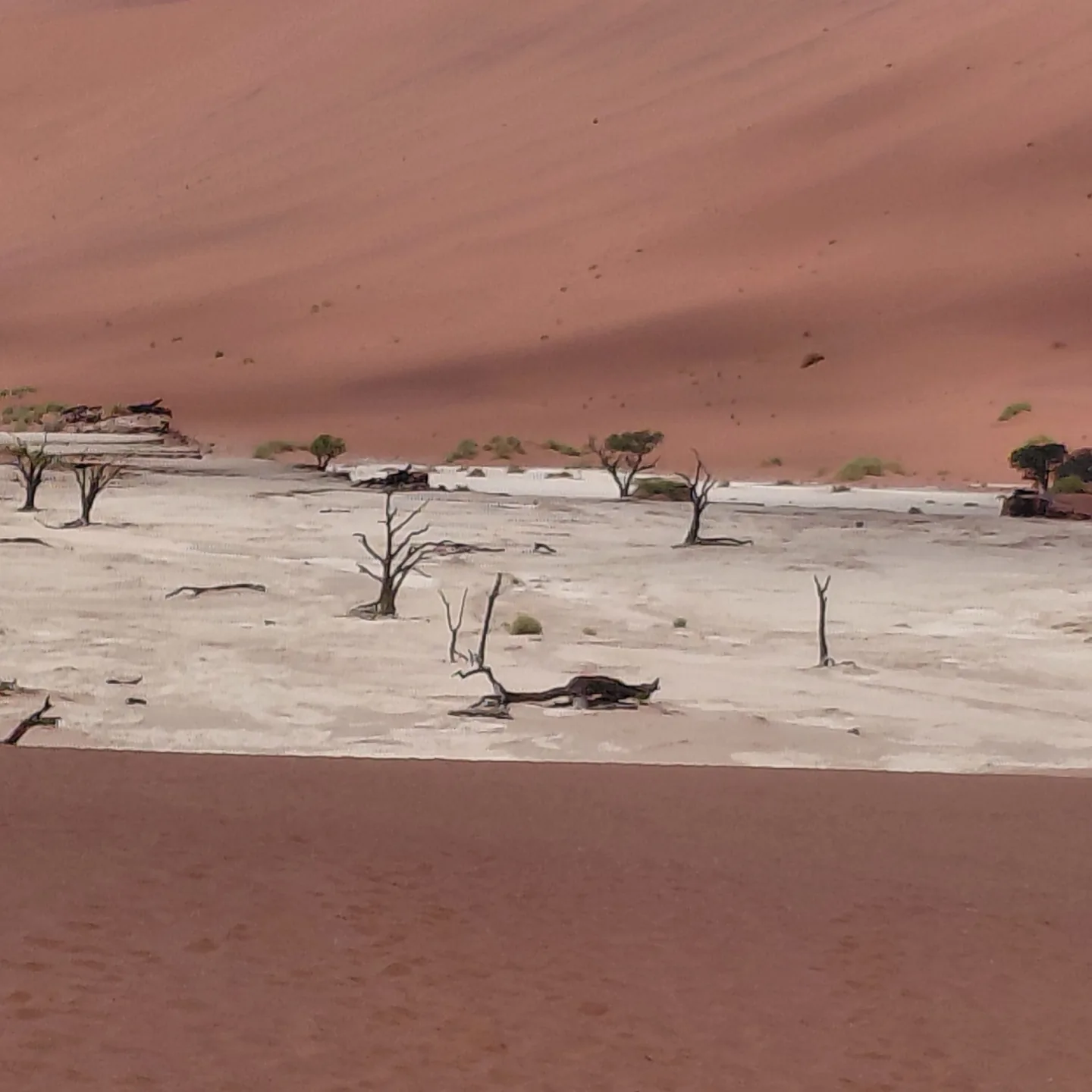 Bare dead trees on pale clay with a red dune rising behind