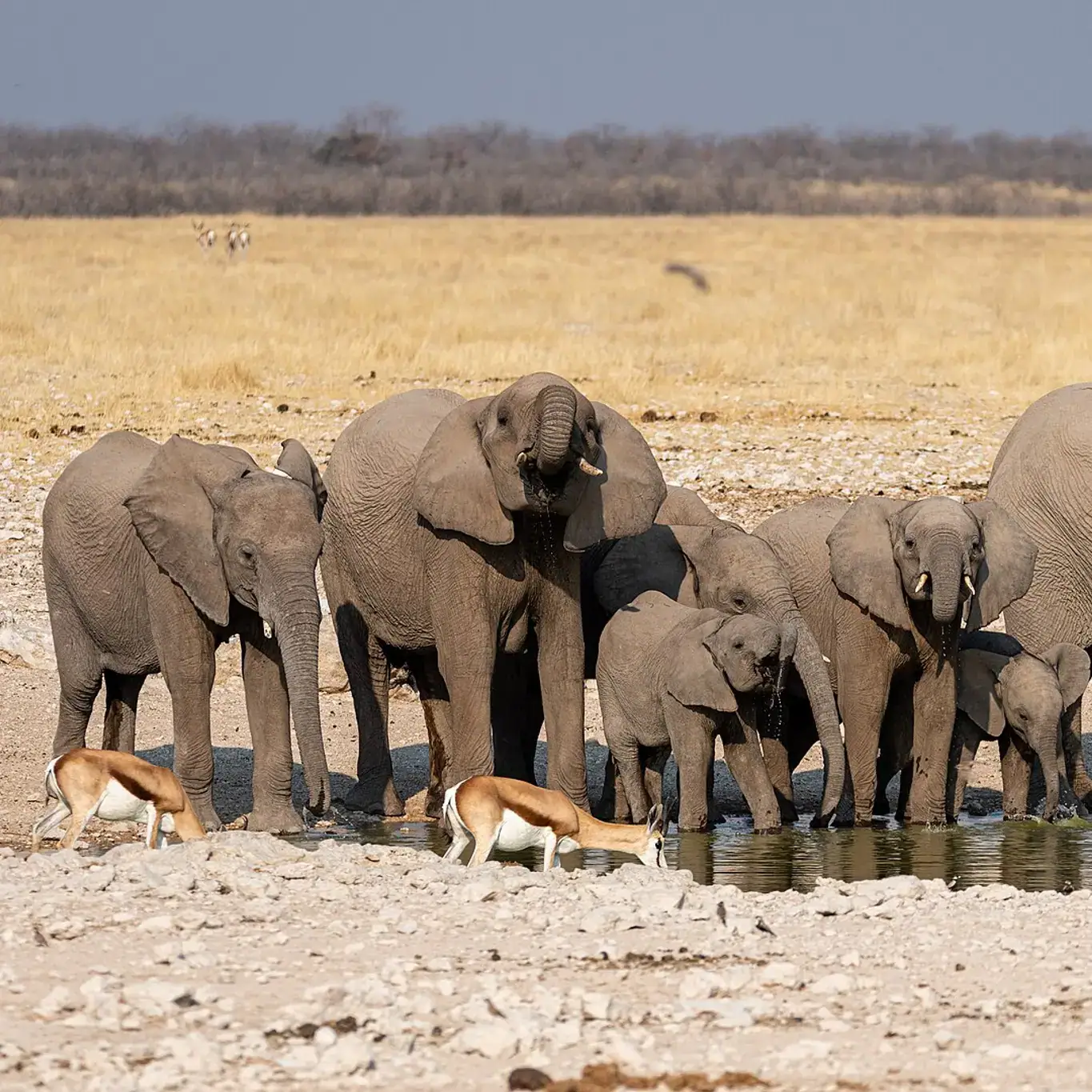 Elephants drinking at a muddy waterhole in Etosha National Park