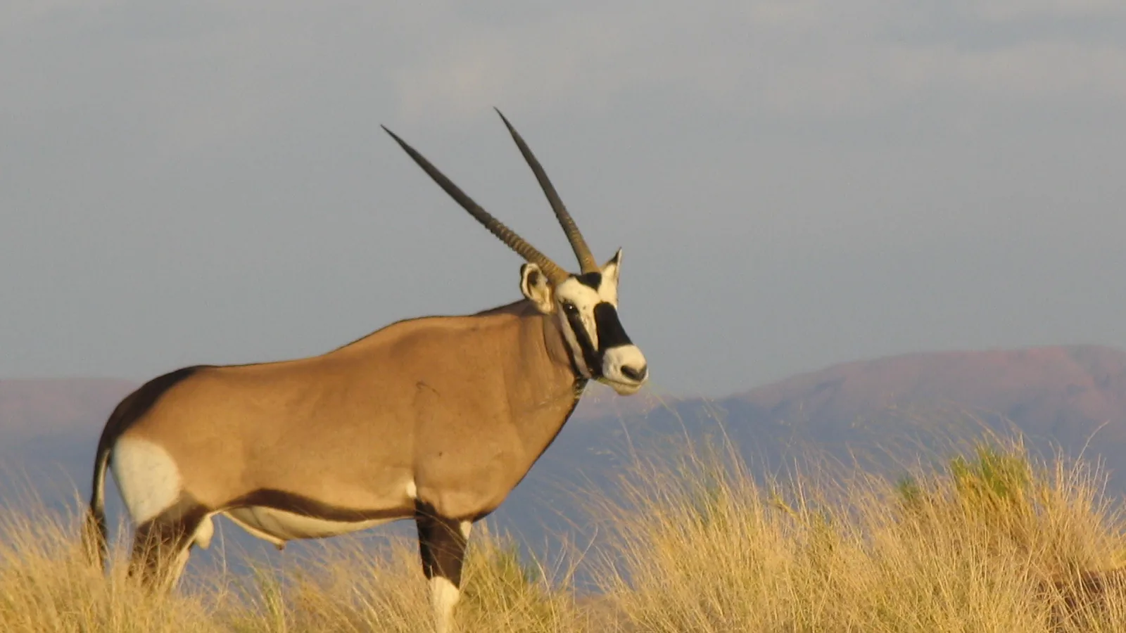 Gemsbok oryx on a grassy ridge in golden evening light