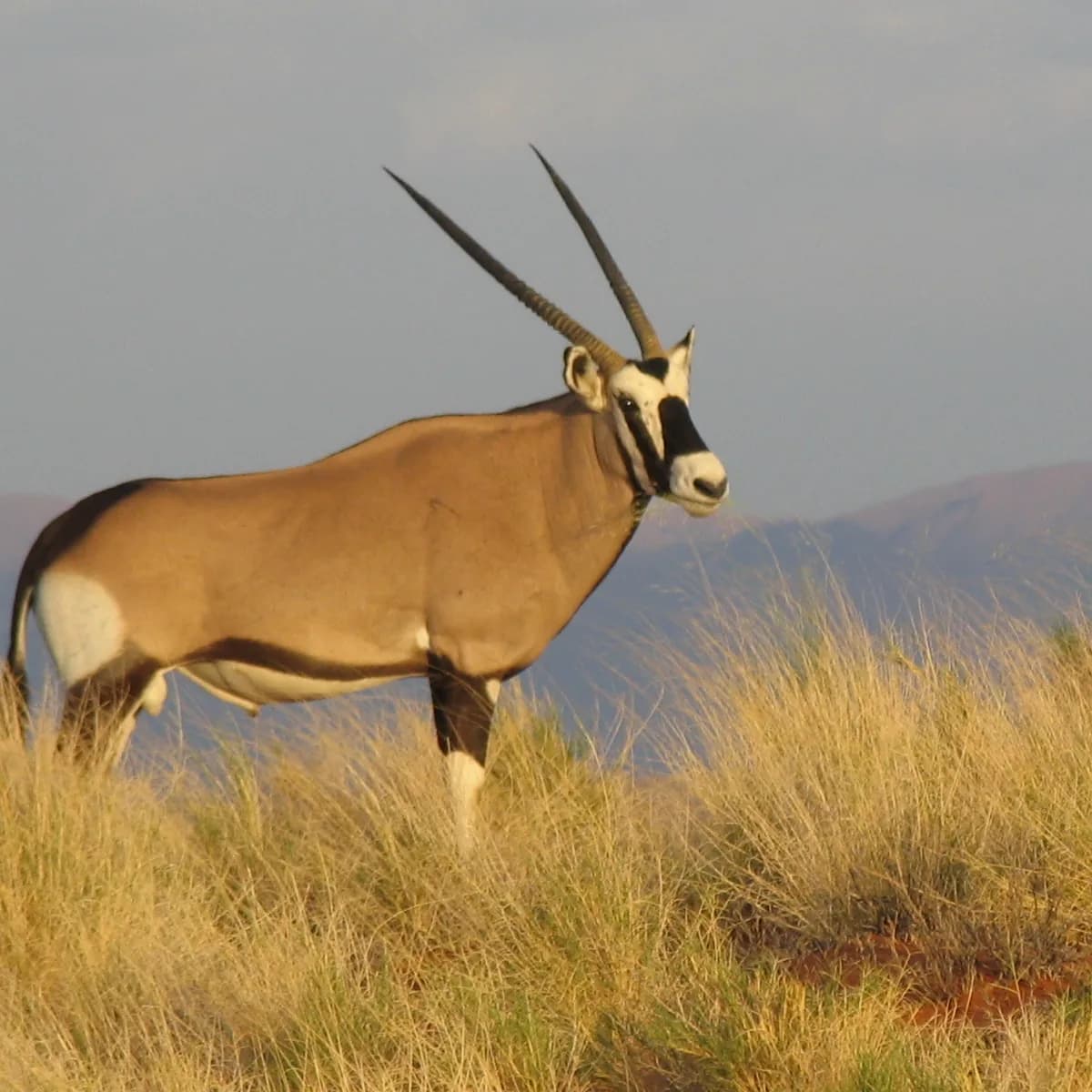 Gemsbok oryx with long straight horns standing on a grassy ridge in golden light