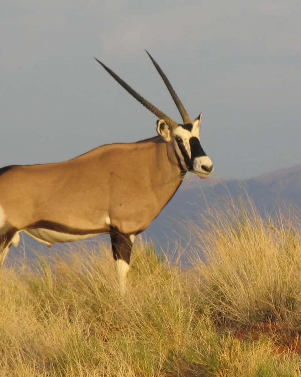 Gemsbok oryx with long straight horns standing on a grassy ridge in golden light
