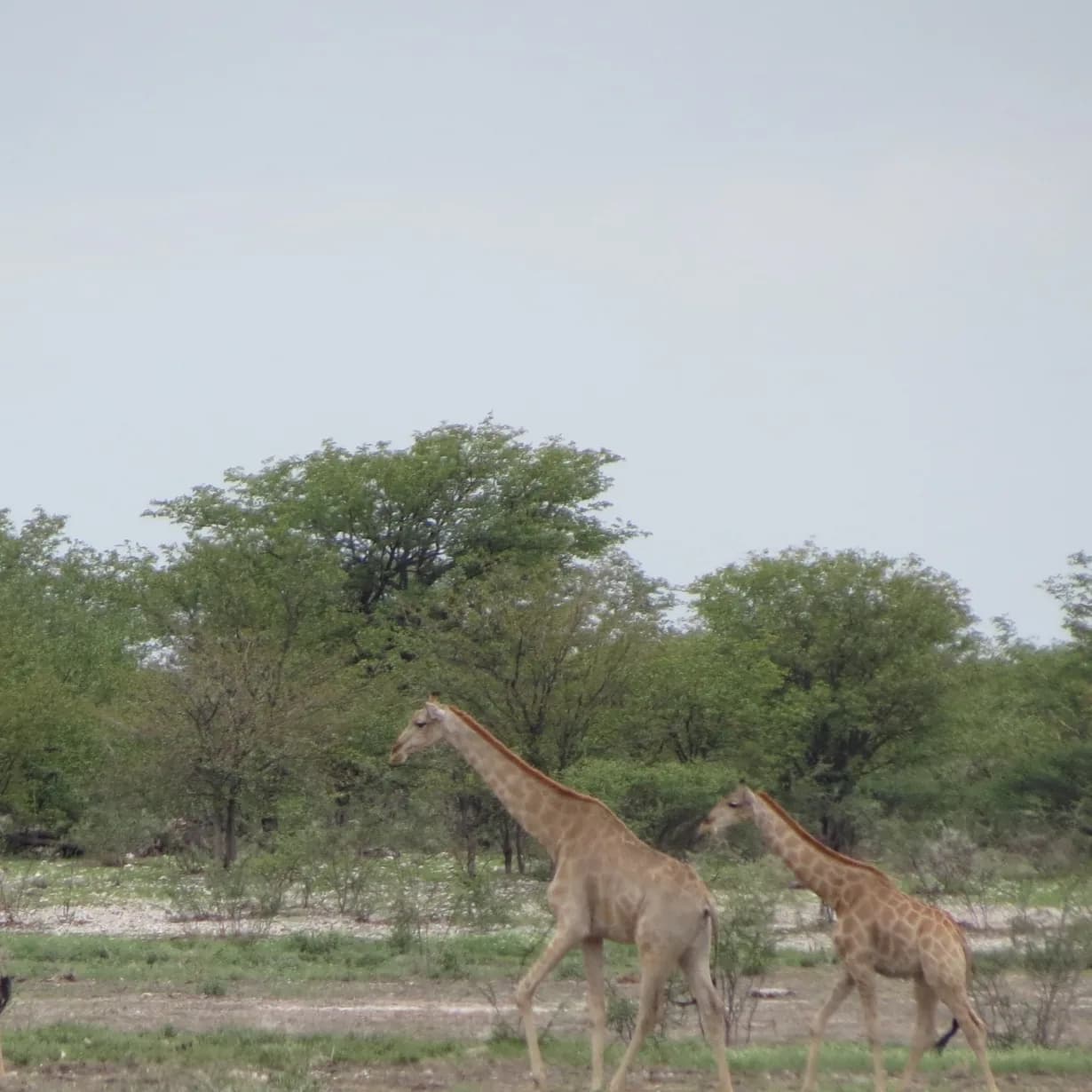 Three giraffes walking in a line between green acacia trees on the savanna