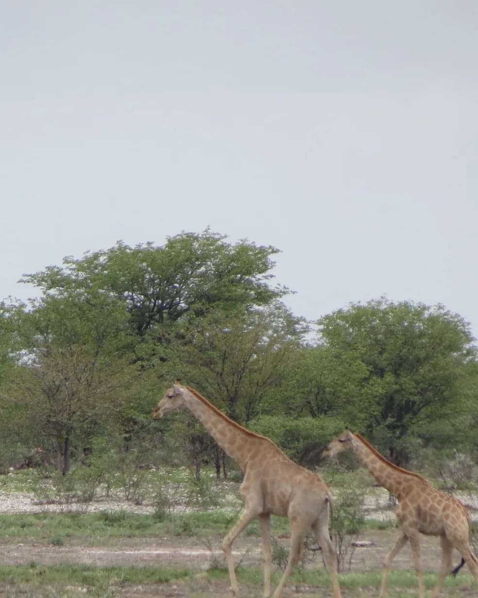 Three giraffes walking in a line between green acacia trees on the savanna