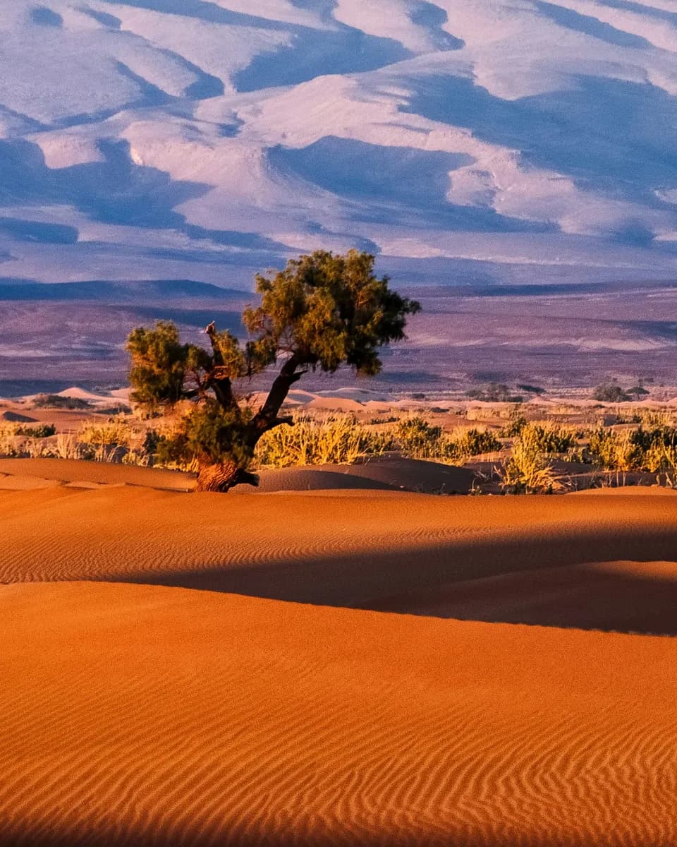 Red Kalahari sand dunes with sparse desert grass under a soft evening sky
