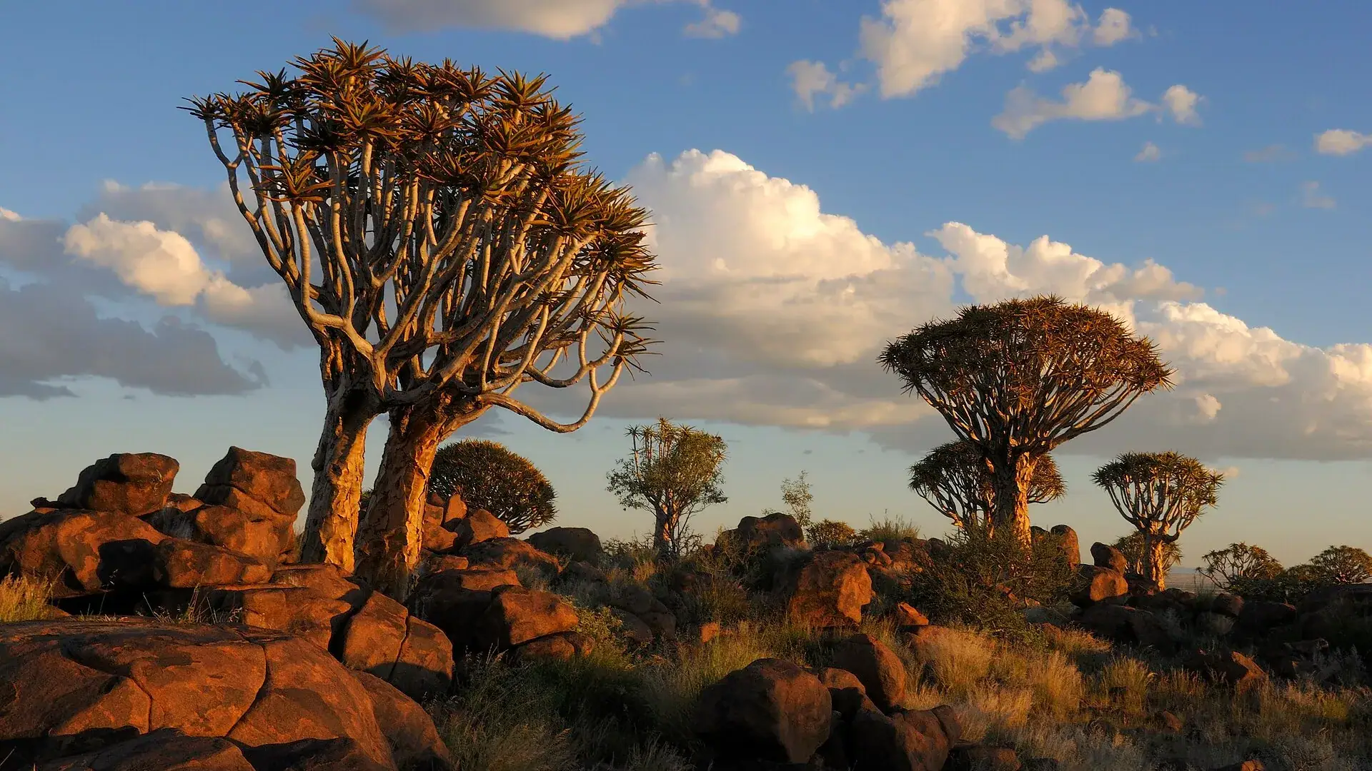 Quiver trees silhouetted against an orange dusk sky