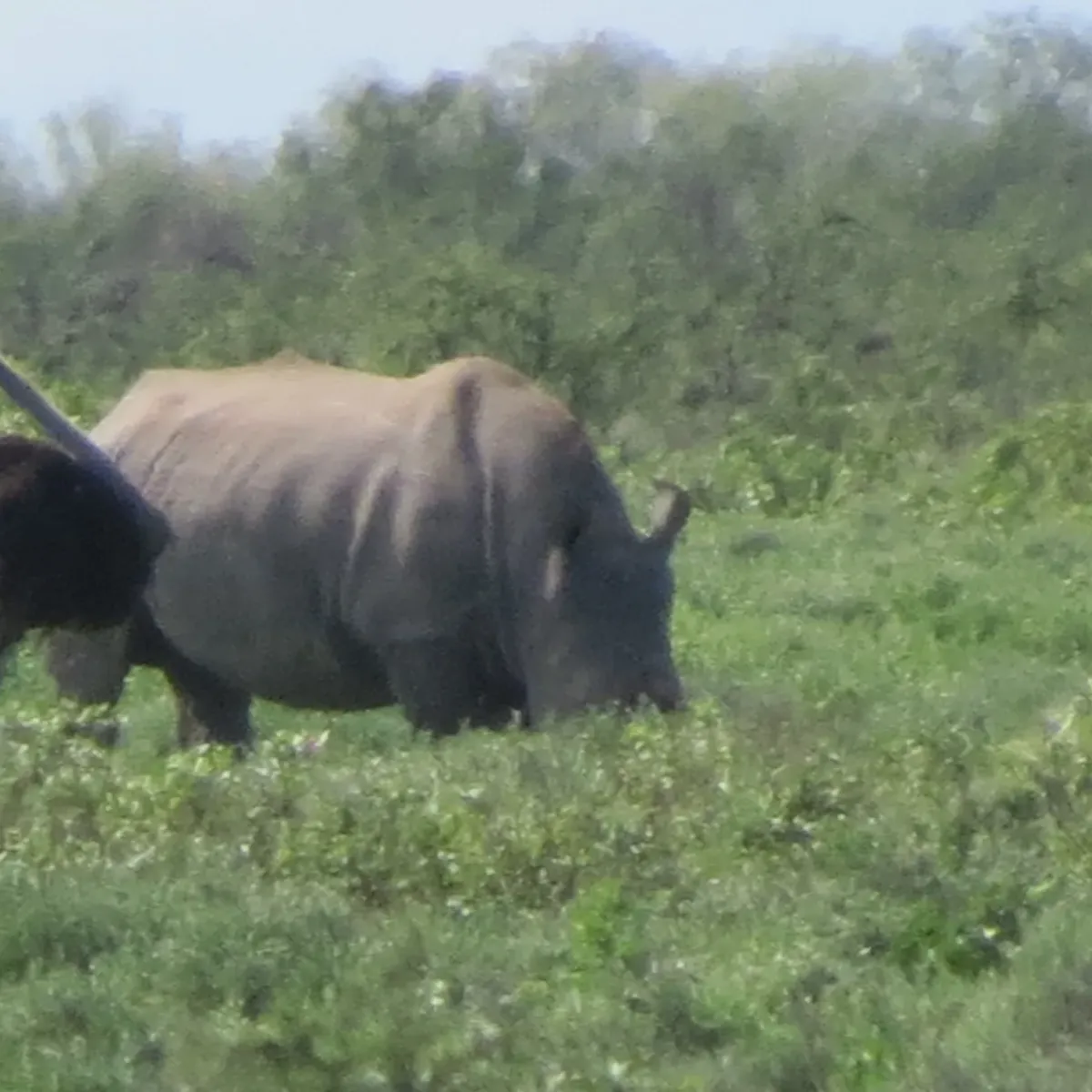 A rhino grazing in green grass with an ostrich beside it