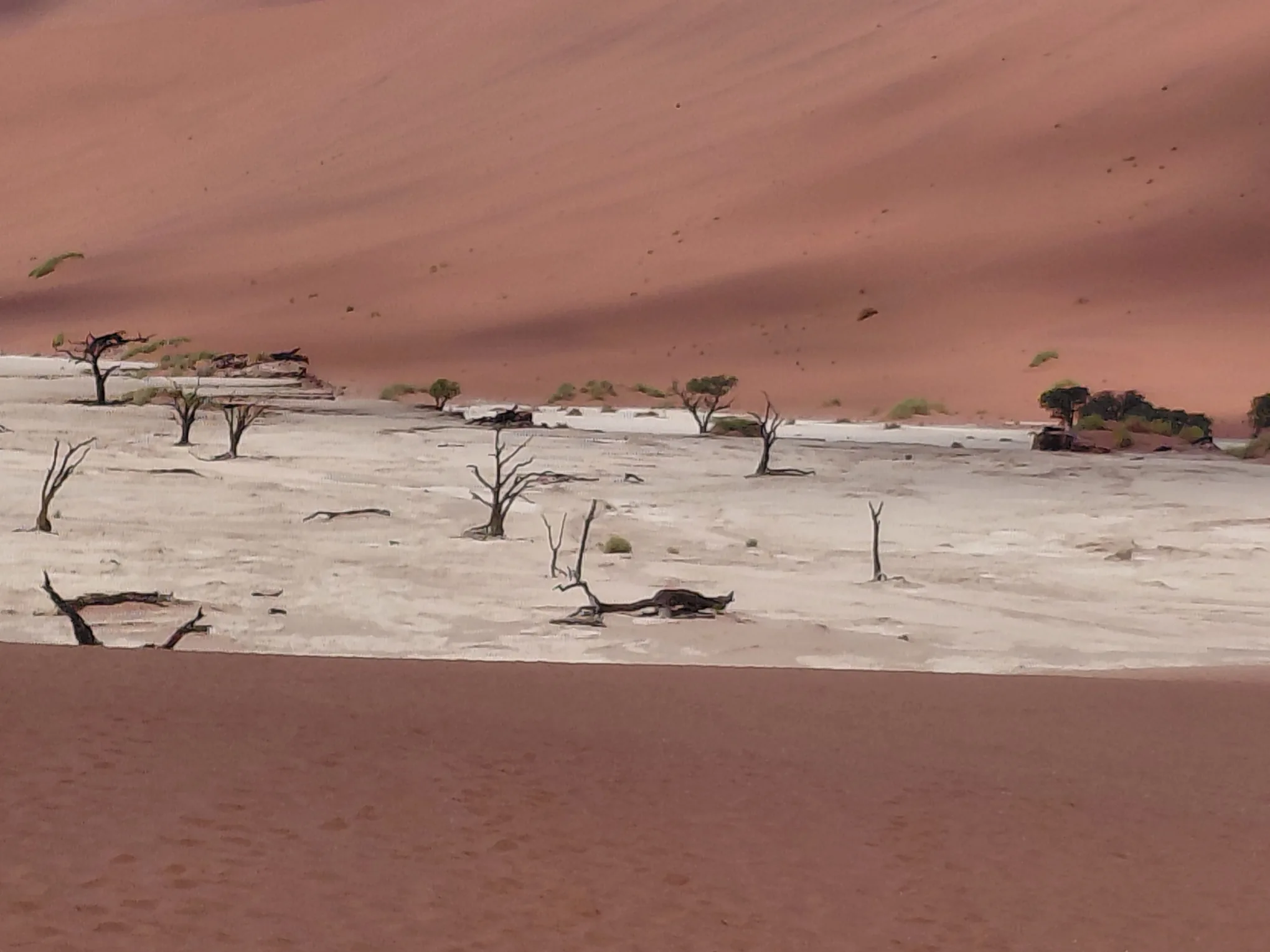 Bare dead acacia trees on pale clay pan with a towering red dune rising behind