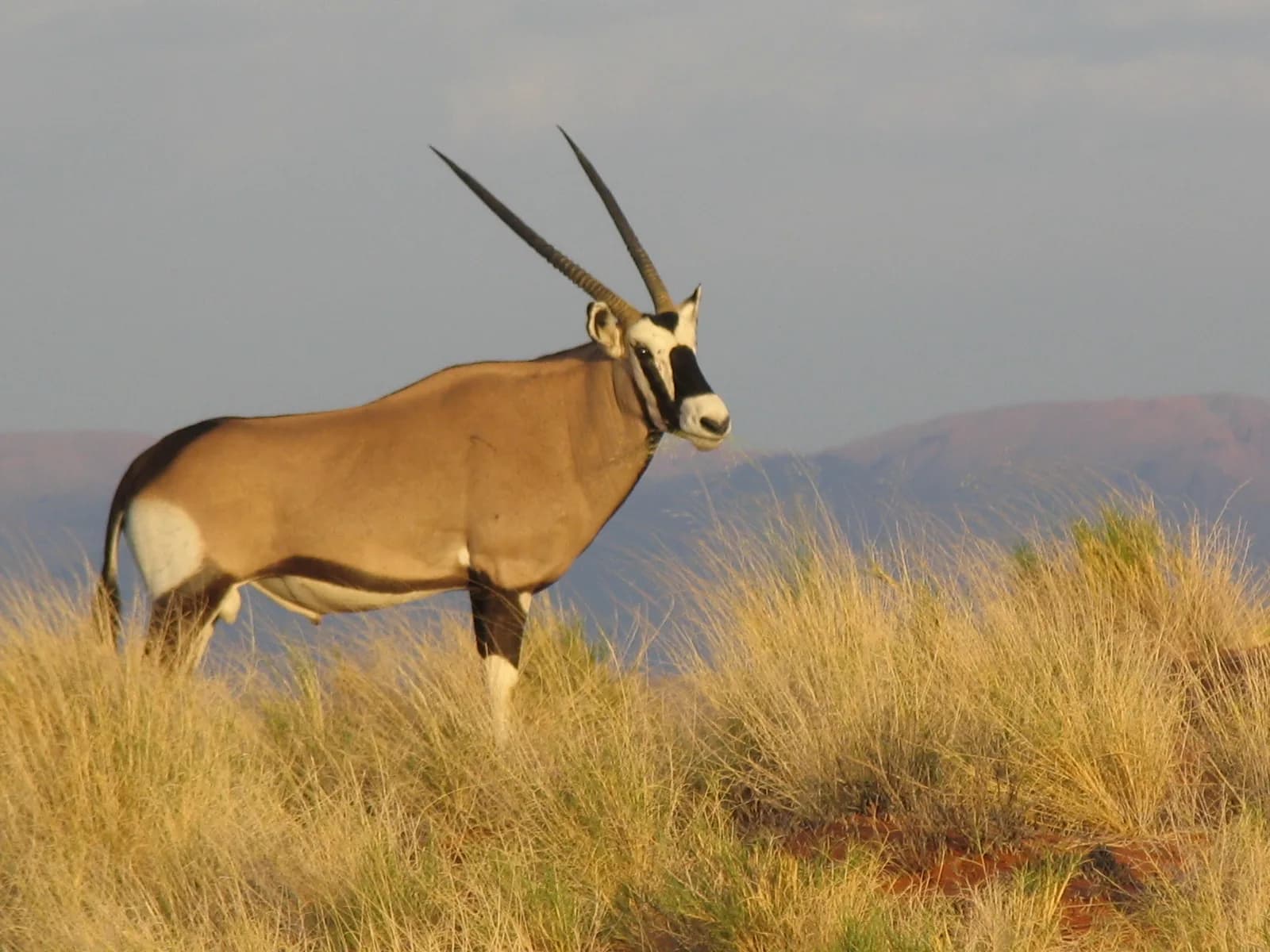 Gemsbok oryx standing on a grassy ridge in warm golden evening light