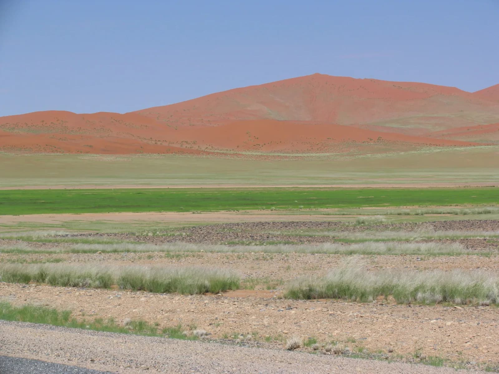 Red dunes rising above a green and gravel plain under a clear sky in the Namib desert