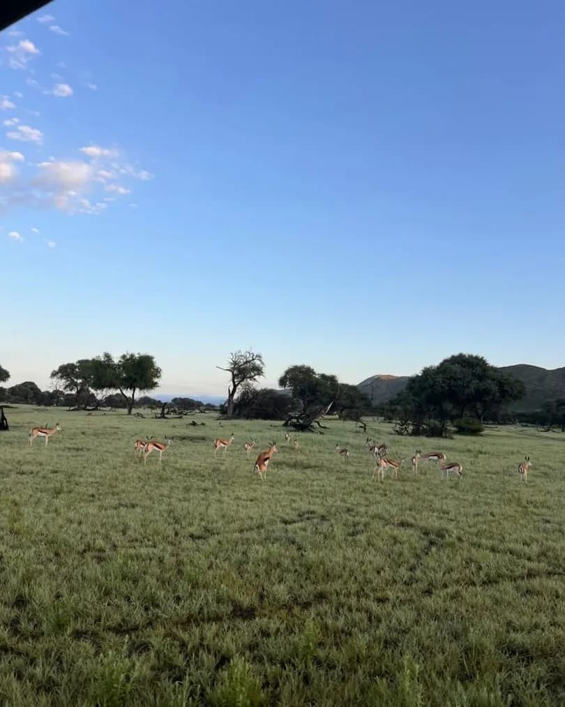A herd of antelope grazing across green savanna with scattered acacia trees