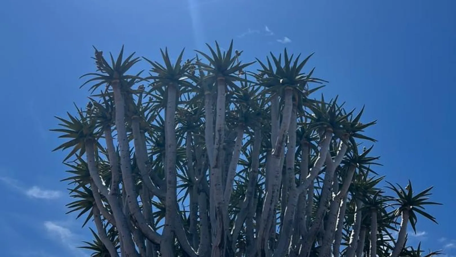 A quiver tree silhouetted against the sun in a deep blue sky