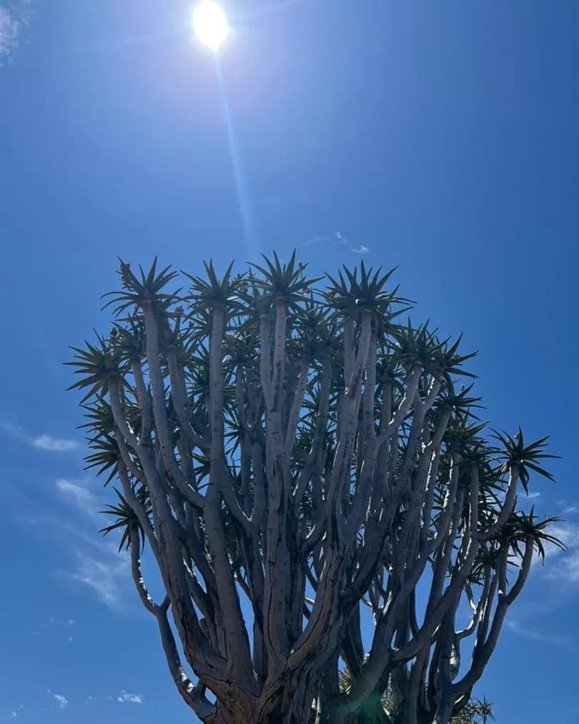 A quiver tree silhouetted against the sun in a deep blue sky