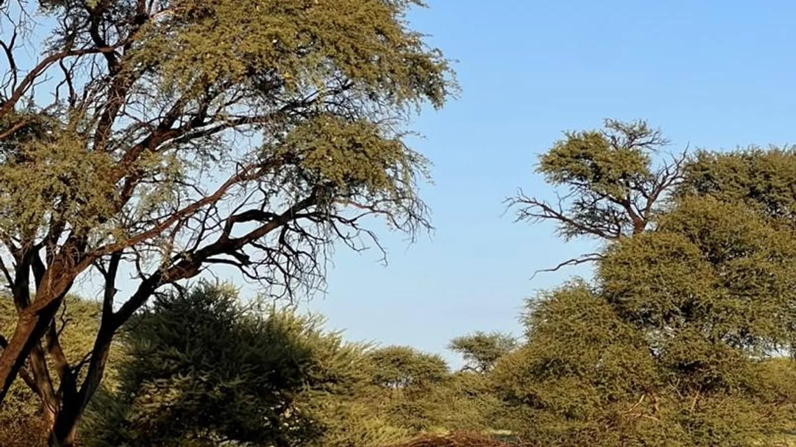 A rhinoceros grazing in golden grass with acacia trees behind it