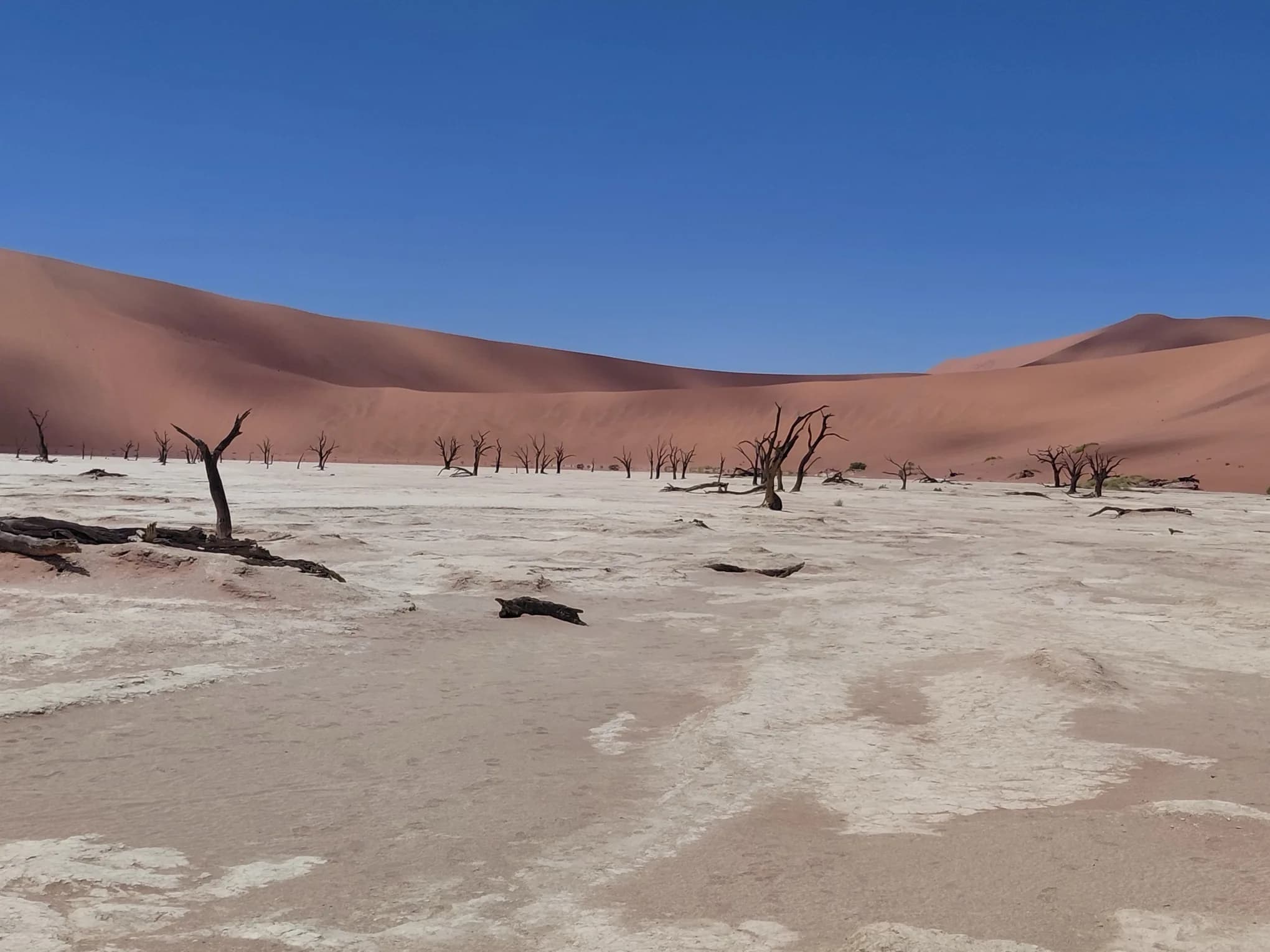 Dead acacia trees on a white clay pan below red dunes and a deep blue sky